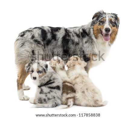 Mother Australian shepherd with three puppies, 6 weeks old, two are suckling and on is portrait against white background