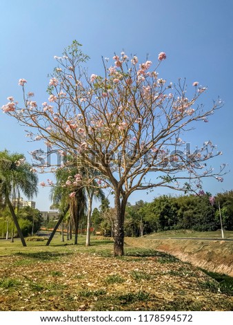 Tree with pink flowers (Magnolia) on a city public garden in Brazil against clear blue sky