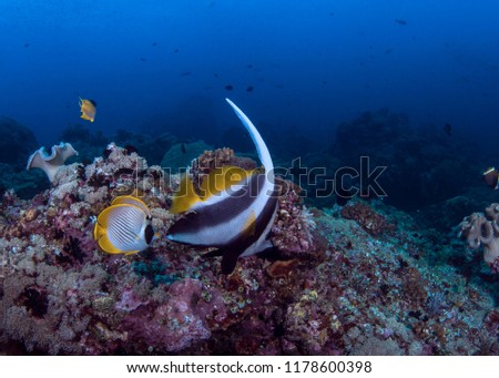 Bannerfish is accompanied by a pair of Philippine butterflyfish. Spratly Islands, South China Sea.
