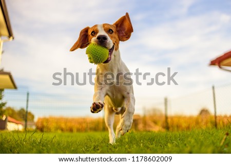 Beagle dog fun in garden outdoors run and jump with ball towards camera Royalty-Free Stock Photo #1178602009