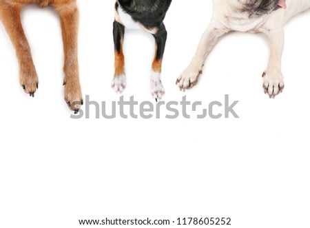 top view of a pug and chihuahuas sprawled out on an isolated white background Royalty-Free Stock Photo #1178605252