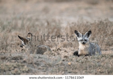 2 bat-eared foxes lying on the ground, 1 fox looking at the camera and the other looking to the left,Tanzania