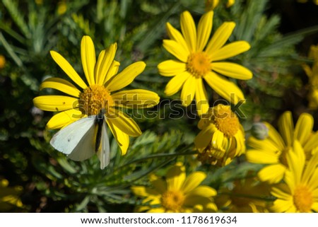 Beautiful daisy dlowers