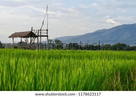 A cottage with Green nature landscape of paddy rice field on mountains background against sky with cloudy in The North of Thailand