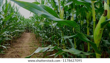 Looking Down One Long Row of Corn Plants in a Large Corn Maze Royalty-Free Stock Photo #1178627095