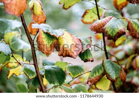 Branches of trees with multicolored autumn leaves in dense forest