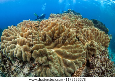 Large leather coral colony with scuba diver in background. Spratly Islands, South China Sea.