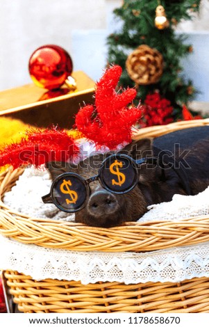 One black pigs of Vietnamese breed sits in a wicker basket near the Christmas decoration. Cute little black piglet with funny glasses and horns on the New Year.