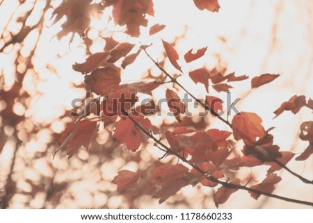 Branch with red maple leaves, shot against sunlight on beautiful autumn day in uk woodland.Backlit bokeh and overexposed background.Moody and atmospheric autumn impression, fine art.