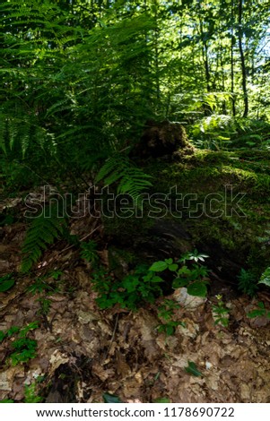 Large, beautiful and green ferns in the forest along the way to the Kozya Stena hut. The mountain in the central Balkan astonishes with its beauty, fresh air and magnetism.