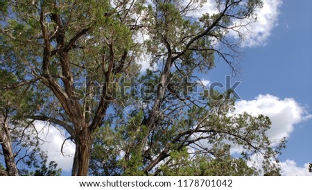 Daytime viewing of the tree tops under cloudy blue sky