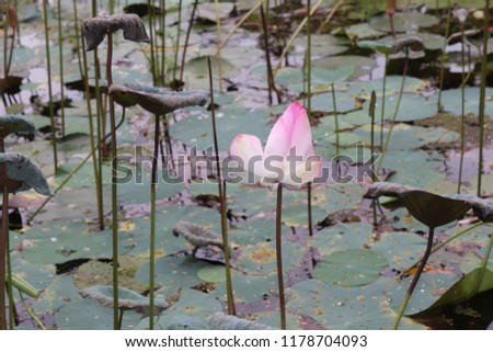Lotus Flowers in Pond with green leaves.Beautiful and amazing White Lotus.Colorful Background image.