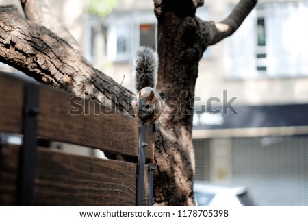 This picture was taken at the Lincoln Park, in Mexico City. A curious squirrel came by and I took a shot of it.