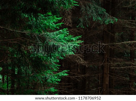 Pinewood leaf forest background
