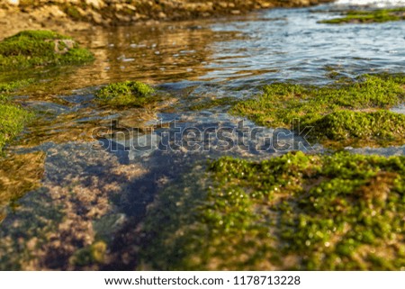 marine pools on rocks with seaweed by the sea.