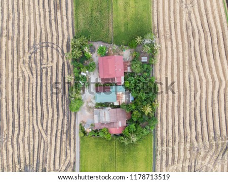 top view in agriculture plantation with houses.
