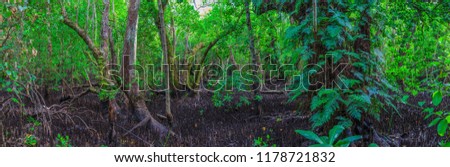 Panoramic picture of a rainforest