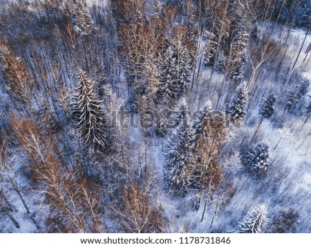 Aerial view on rural forest in winter time, trees covered in snow, Winter season in nature. 