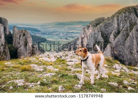 View of Cheile Turzii from above. Beauty from Transylvania visited with a fox-terrier.
