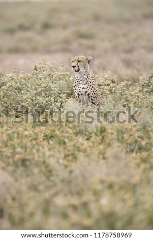 vertical image of a cheetah surrounded by  green plants, blurred foreground and background,Tanzania