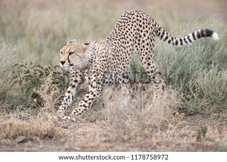 portrait of a male cheetah stretching,  green blurred shrubs in the background