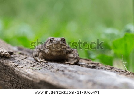 Common toad, Bufo bufo, sits on old wood on a green plant background