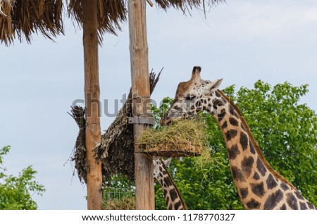 The photo with giraffe in the zoo