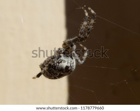 a close detail ofa spider on its web