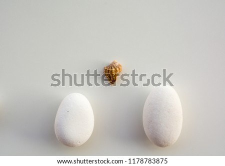 Brown small seashell between two oval shaped white stones on white background with copy text space. Zen concept
