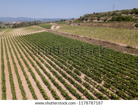 View from drone of plantation of grapevines at summer day in Penedes, Catalonia