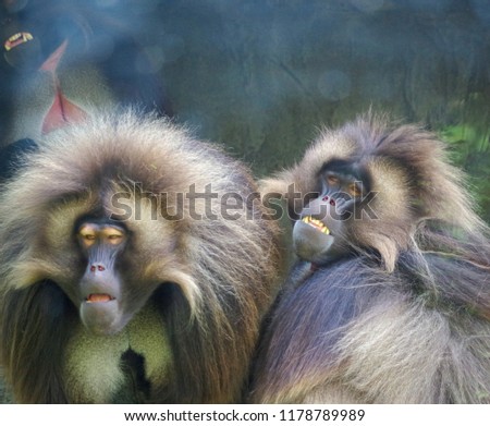 Two funny baboons