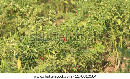 green and red chili gardens. flowers and green chili leaves. chili plantation in the morning. background view