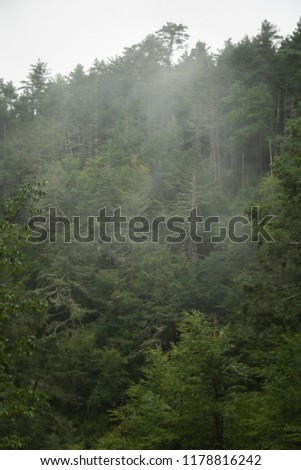 Foggy evergreens on mountain top