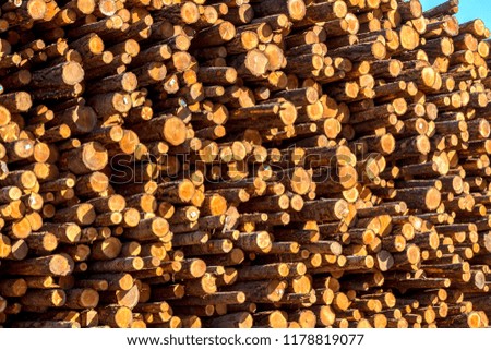 Large Pile of Logs