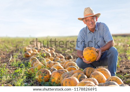 Senior farmer in filed examining pumpkin before harvesting.