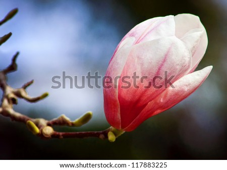 Magnolia blossom budding in springtime
