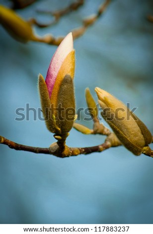 Magnolia blossom budding in springtime