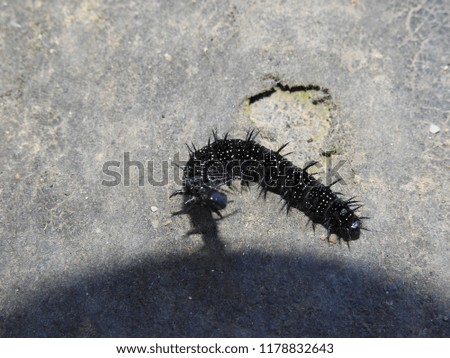black caterpillar in a house