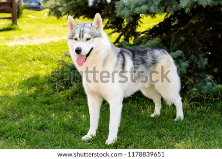 The husky is on the green grass.