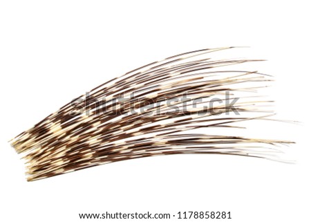 Porcupines spines of quills. Isolated on white background