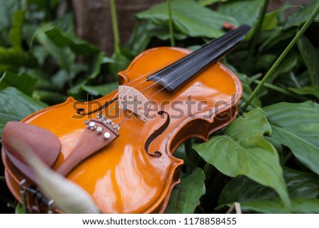 violin about plants and flowers