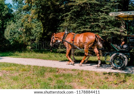 Picture of horses with wagon in park in front of Lednice palace in south moravia.