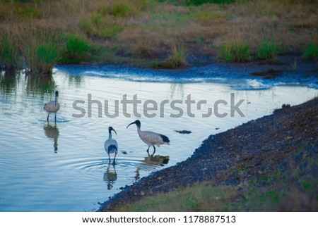 Australian birds looking for food in the pond around Brisbane, Australia. Australia is a continent located in the south part of the earth.
