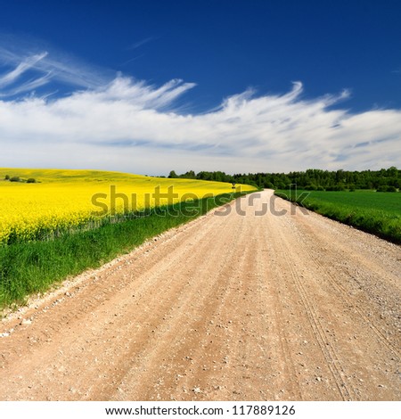 countryside road and yellow rapeseed field