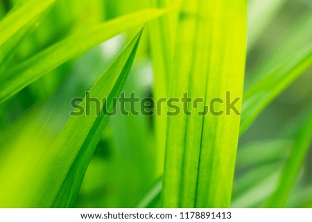 Closeup nature view of green leaf texture with copy space using as background concept
