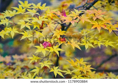 Beautiful natural leaf in autumn season at japan