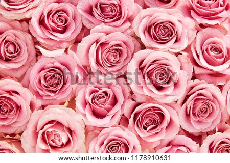 Background image of pink roses
sweet roses in pink color