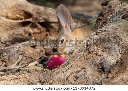 A wild desert cotton tail rabbit eating a red prickly pear cactus fruit in the Sonoran desert outside of Tucson, Arizona. This cute bunny close up was taken in Pima County - Summer 2018.