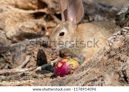 A wild desert cotton tail rabbit eating a red prickly pear cactus fruit in the Sonoran desert outside of Tucson, Arizona. This cute bunny close up was taken in Pima County - Summer 2018.