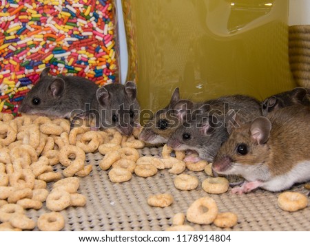 A line up of a brown mother house mouse and four of her gray offspring in a well stocked kitchen cabinet. The rodents are standing on cereal with candy and jars of food in the background. Royalty-Free Stock Photo #1178914804